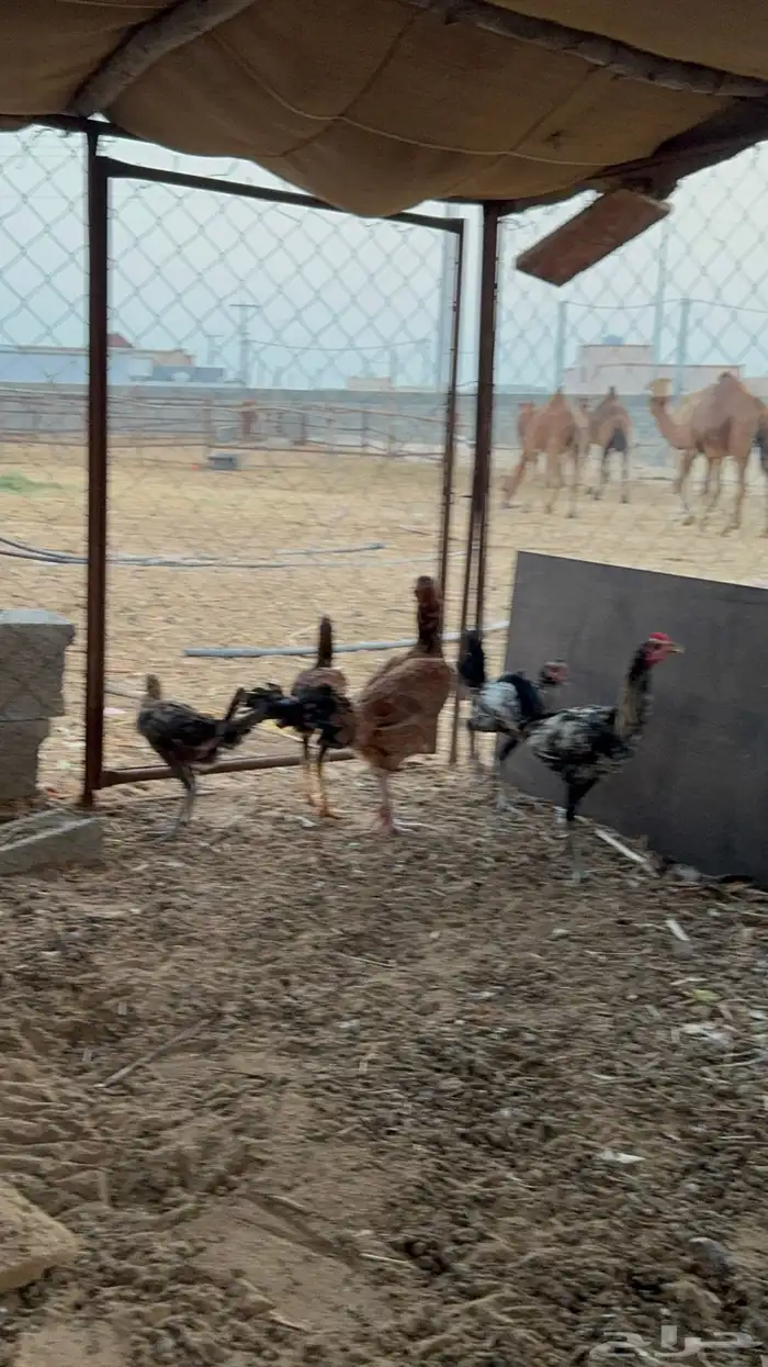 دجاجه باكستاني مفرخه 0