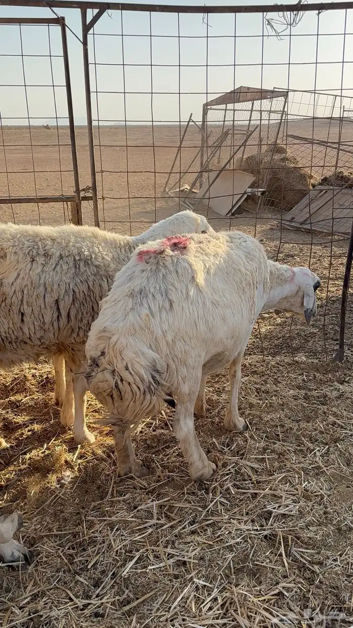 غنم حريات و معزاء للبيع 4