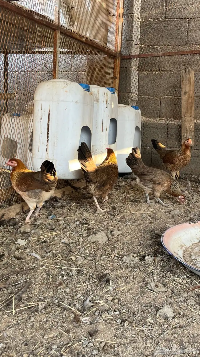 دجاج ترثه فري 9