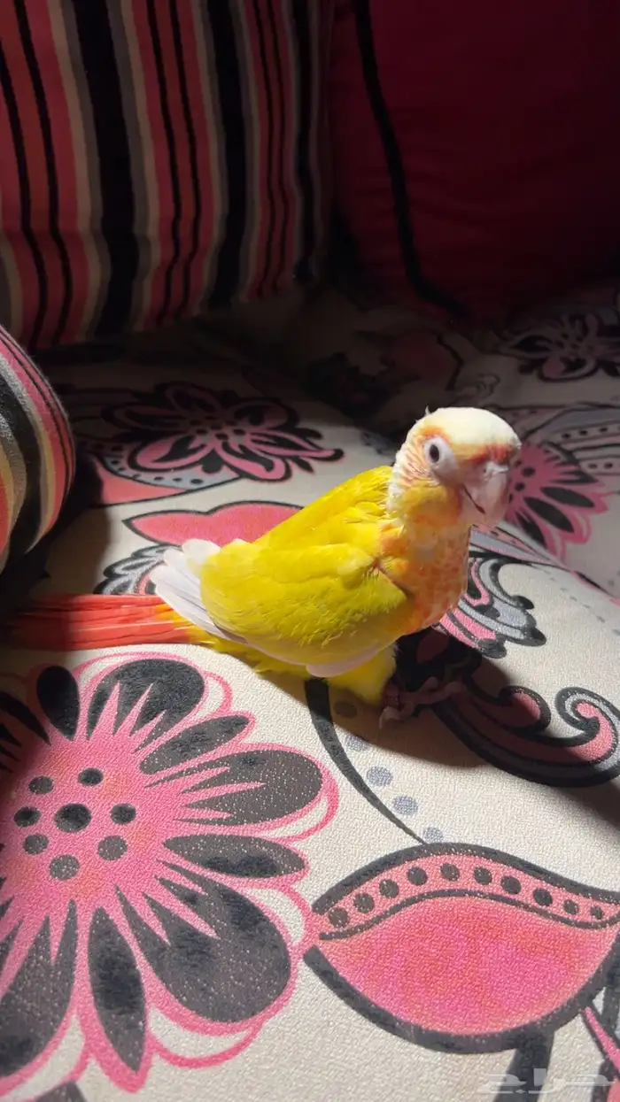 فرخ كنيور صن شيك رد فاكتور 0