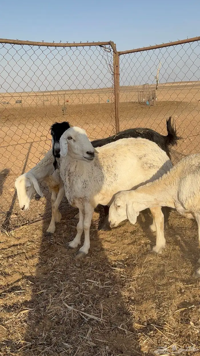 غنم حريات و معزاء للبيع 0