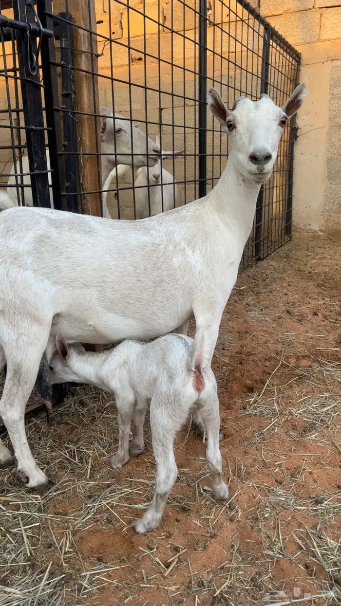 عنز حنوبيه تامه تحتها جفره 5