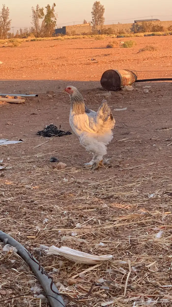 للبيع دجاج كولمبي دم صافي العدد 4دجاج 2 ديك 2