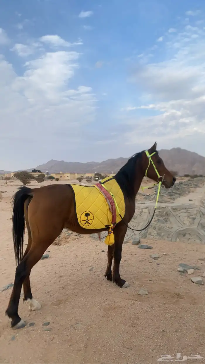 حصان معسوف و على اصوت 6