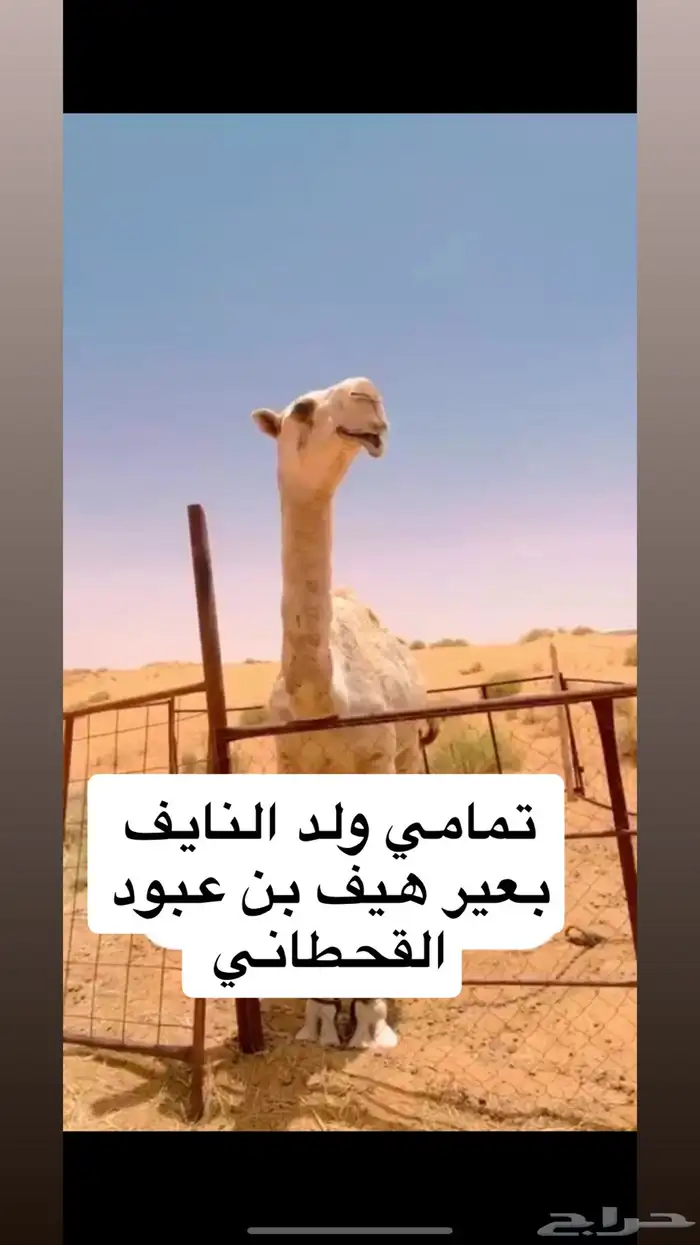 جمل تمامي على النايف بعير هيف بن عبود القحطاني 0