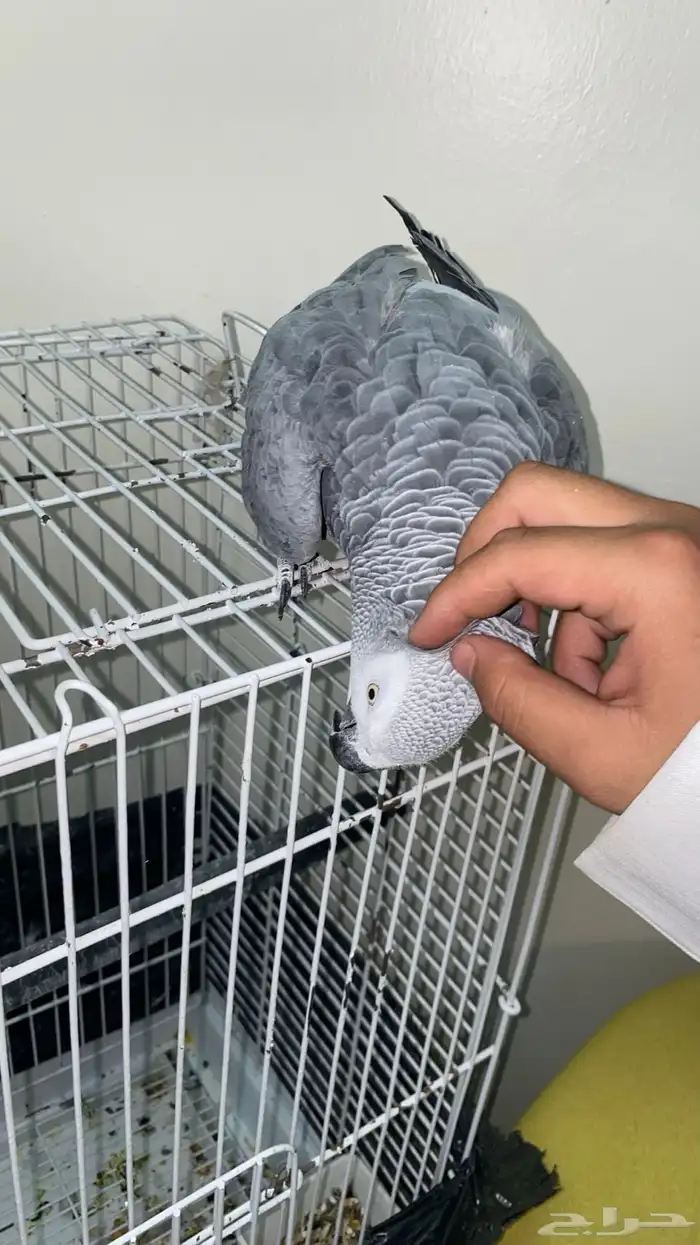 كاسكو اليف ومتكلم بطلاقه 4