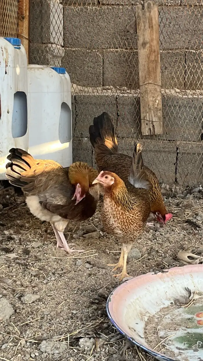 دجاج ترثه فري 2
