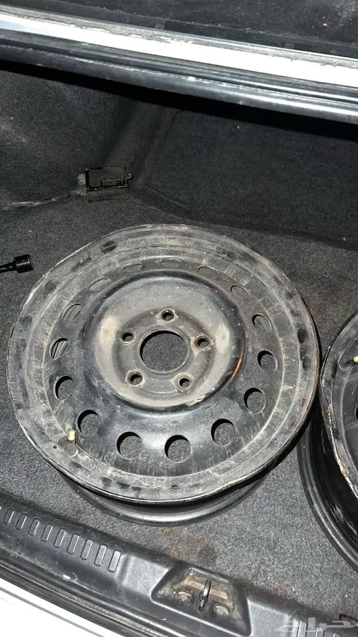 جنوط النتراء اصليه للبيع 1