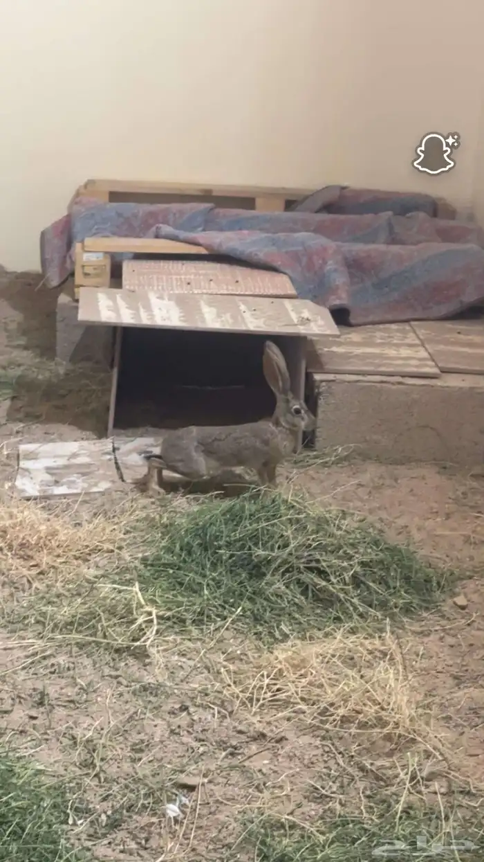 ارانب بريه 1