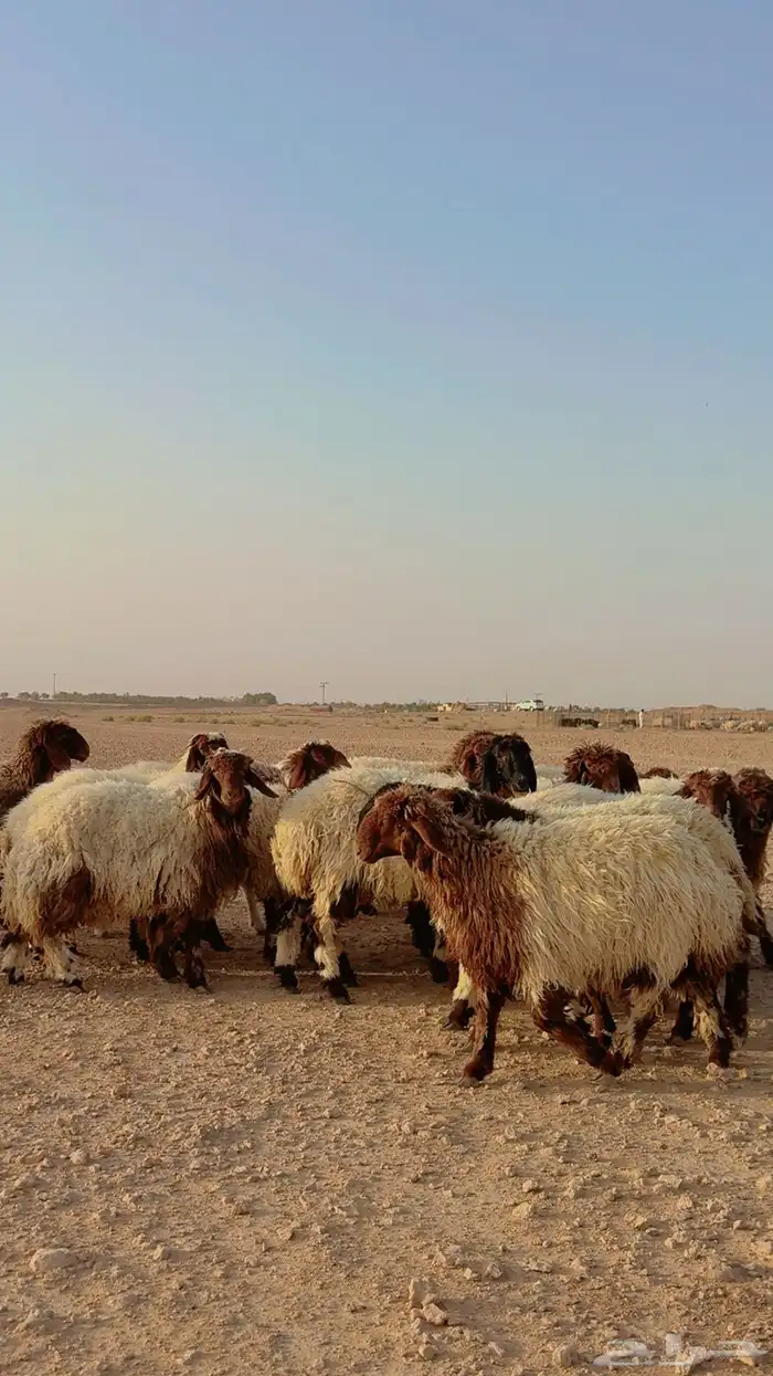 ذبائح تابي وتمارا ويوجد صلخ وتوصيل ( بريدة) 2