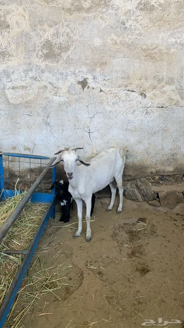 ماعزا بيشيات ربعايات تحتها 3 عنقان 1