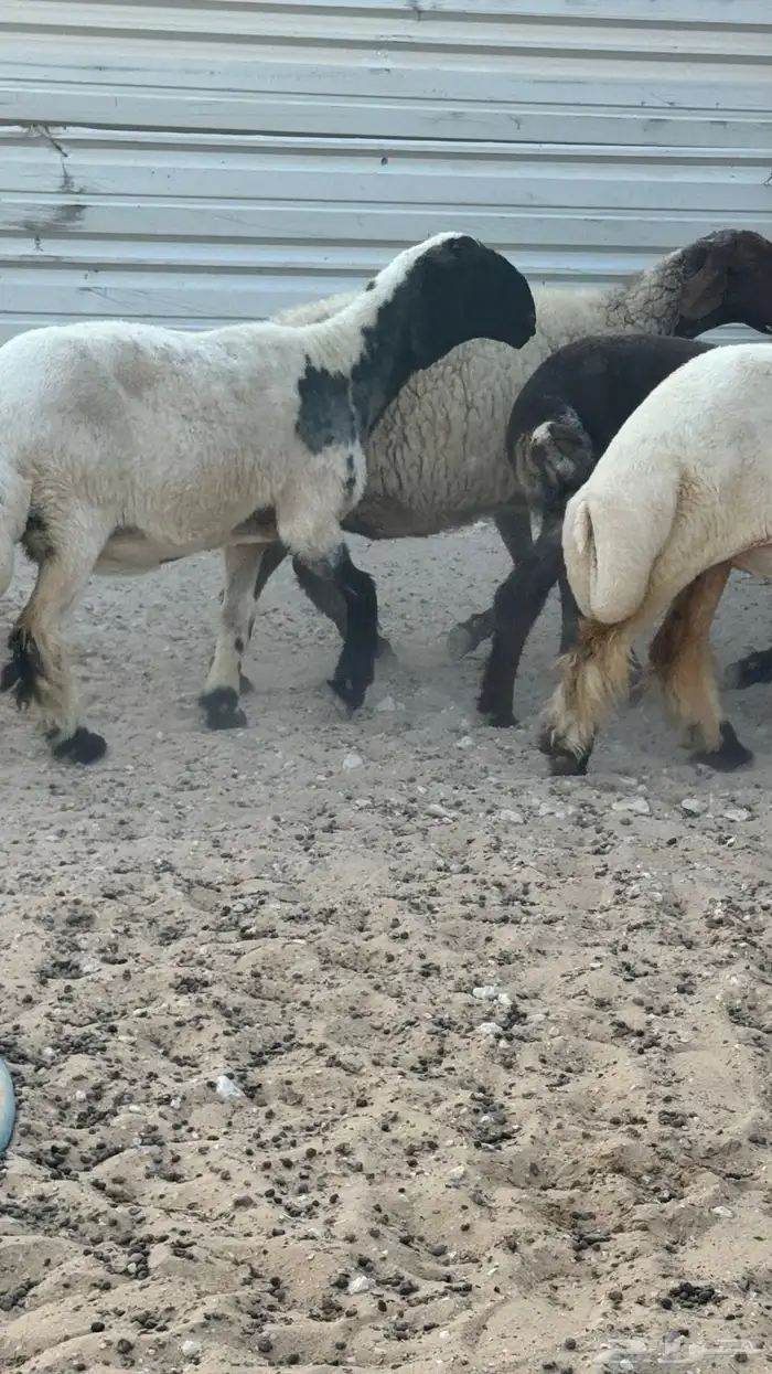 نعيم صنف 0