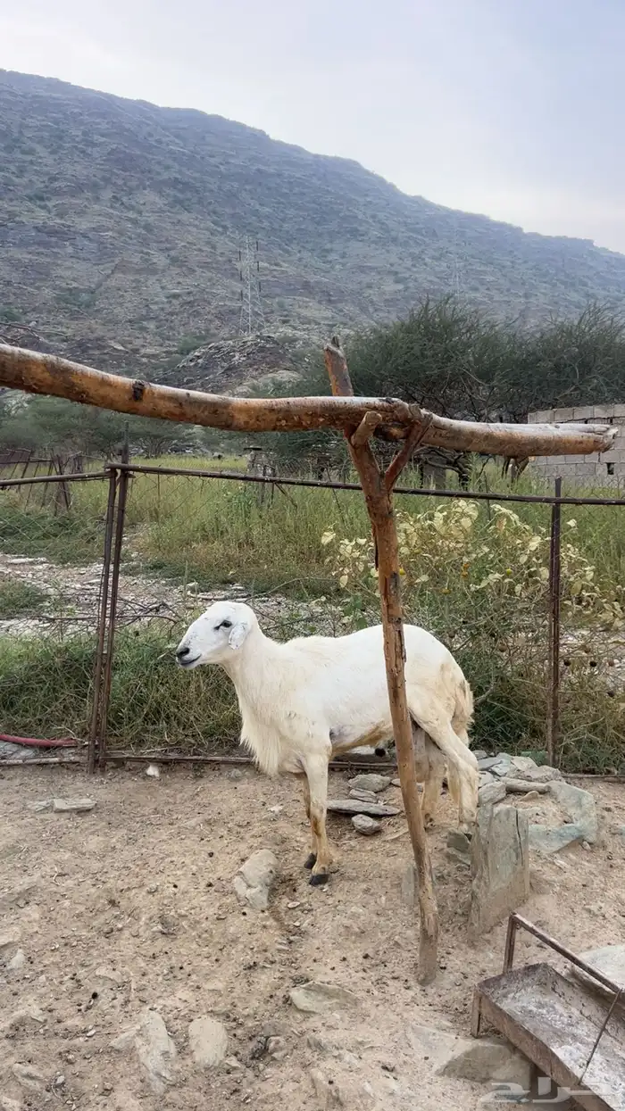 خروف فحل شرط 2