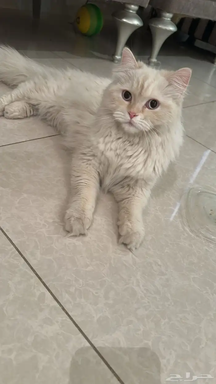 قطط هملايا 12