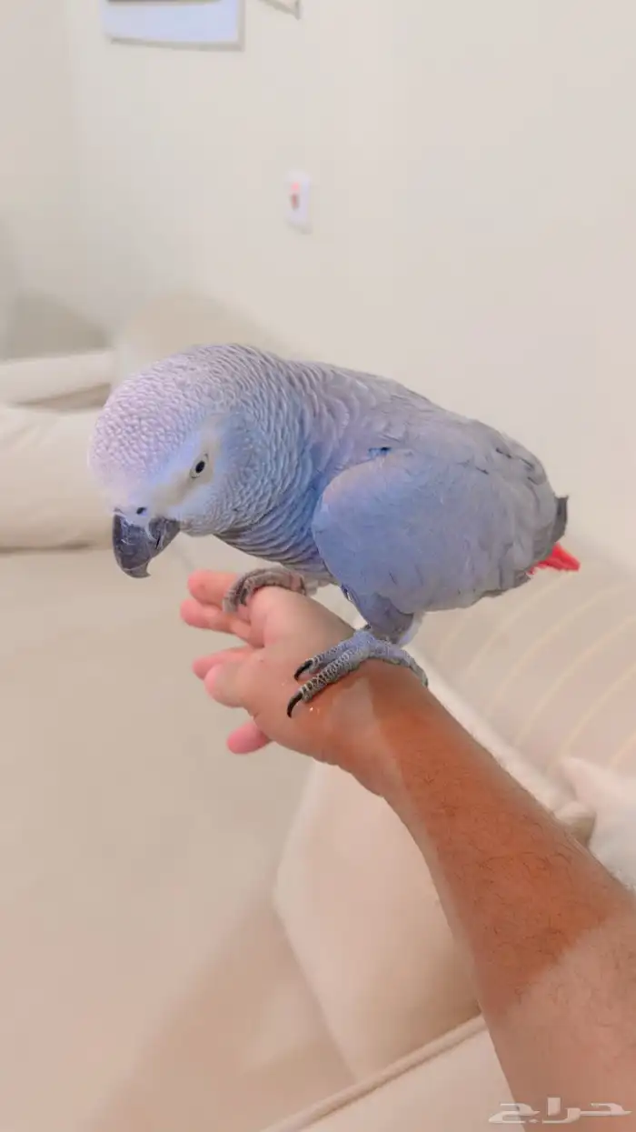 كاسكو اليف ومتكلم 1