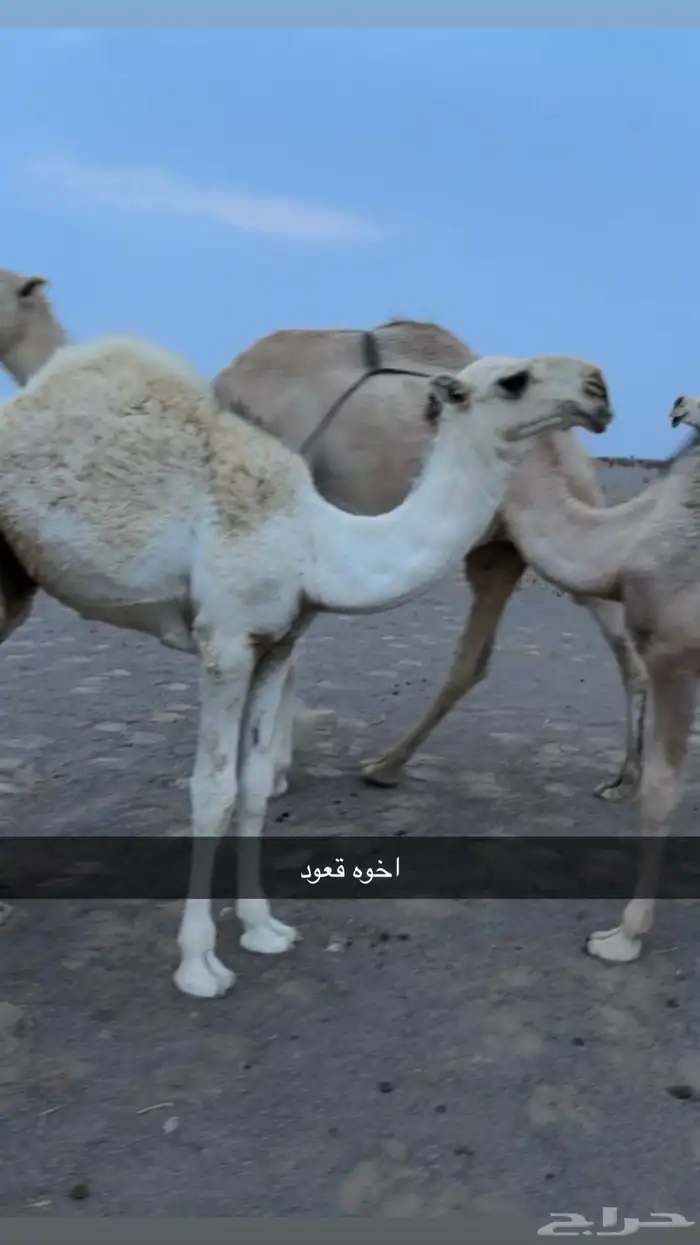 قعود جذع عوني 1