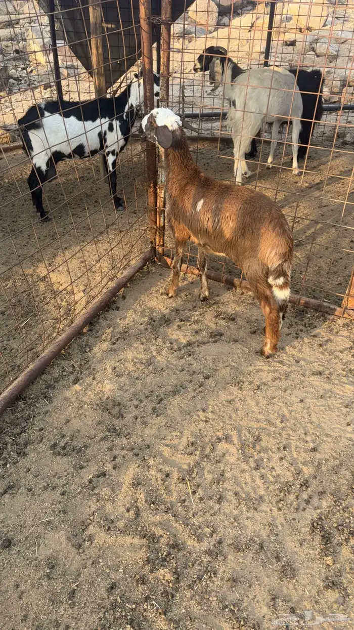 رخل سواكنيه 2