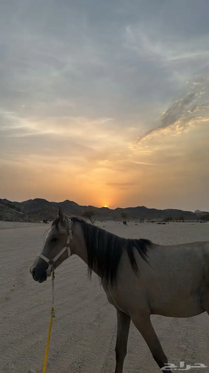 حصان شعبي 2