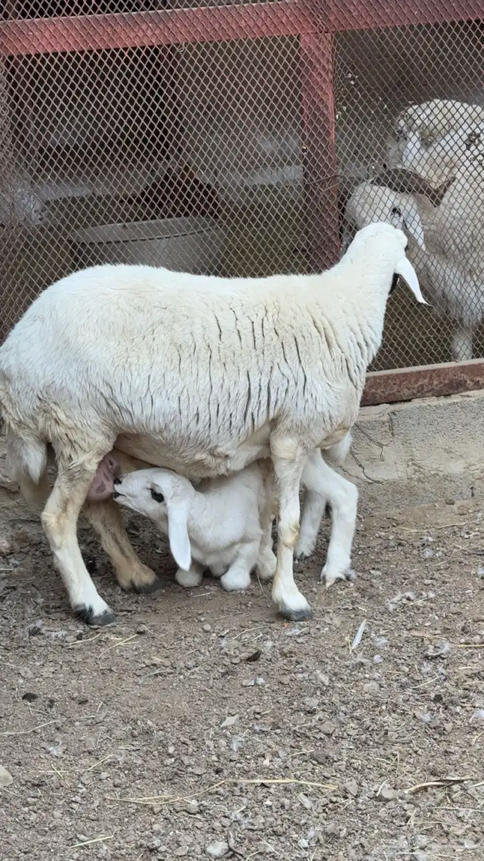 شاه حريه تحتها طلي 2