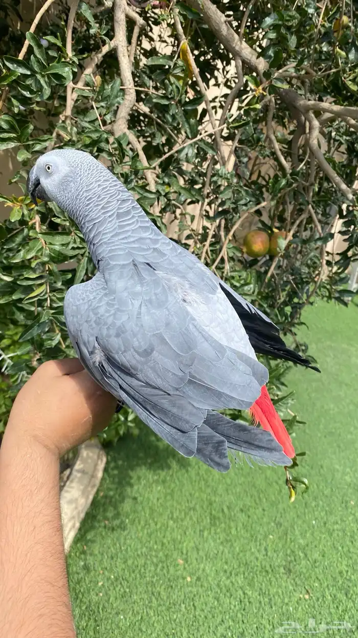 كاسكو اليف ومتكلم بطلاقه 3