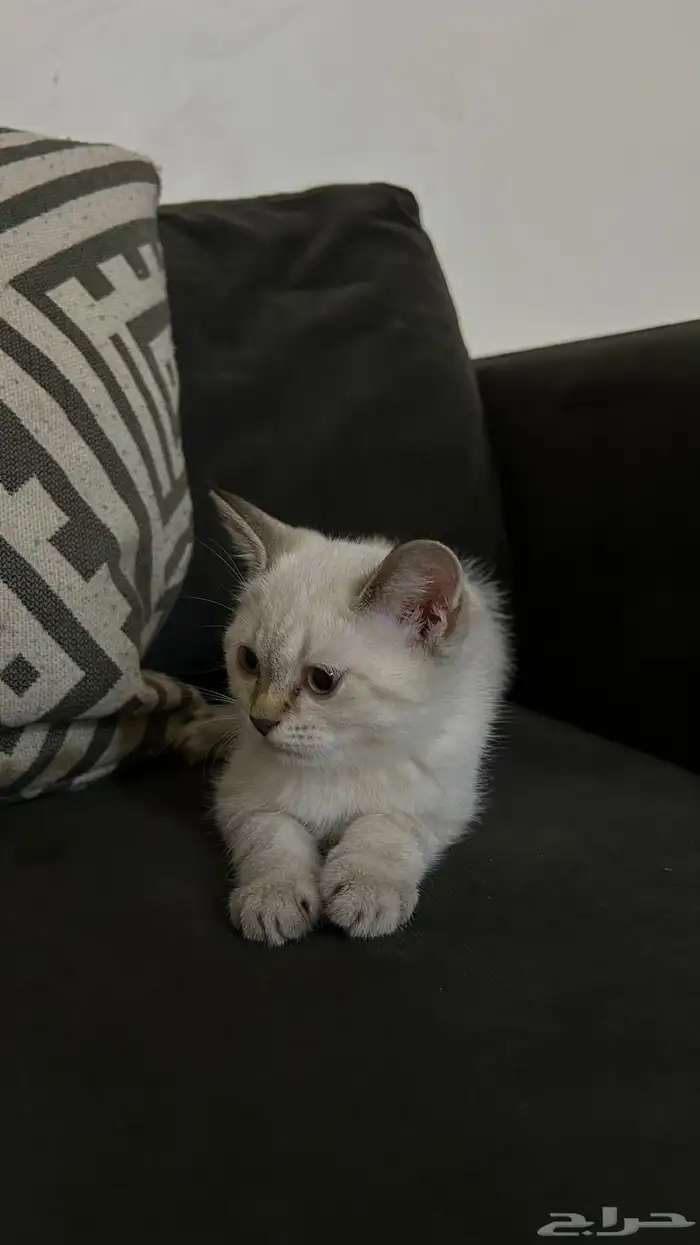 قطط 4