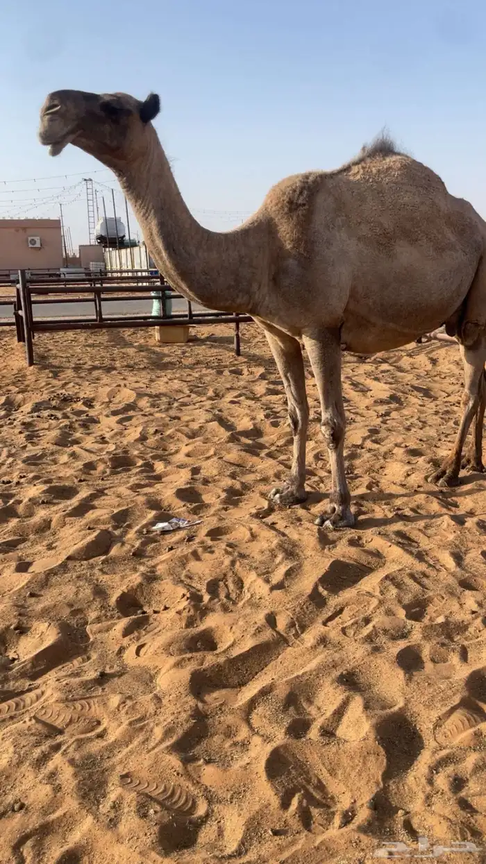 ناقه صفرا للبيع او البدل 1