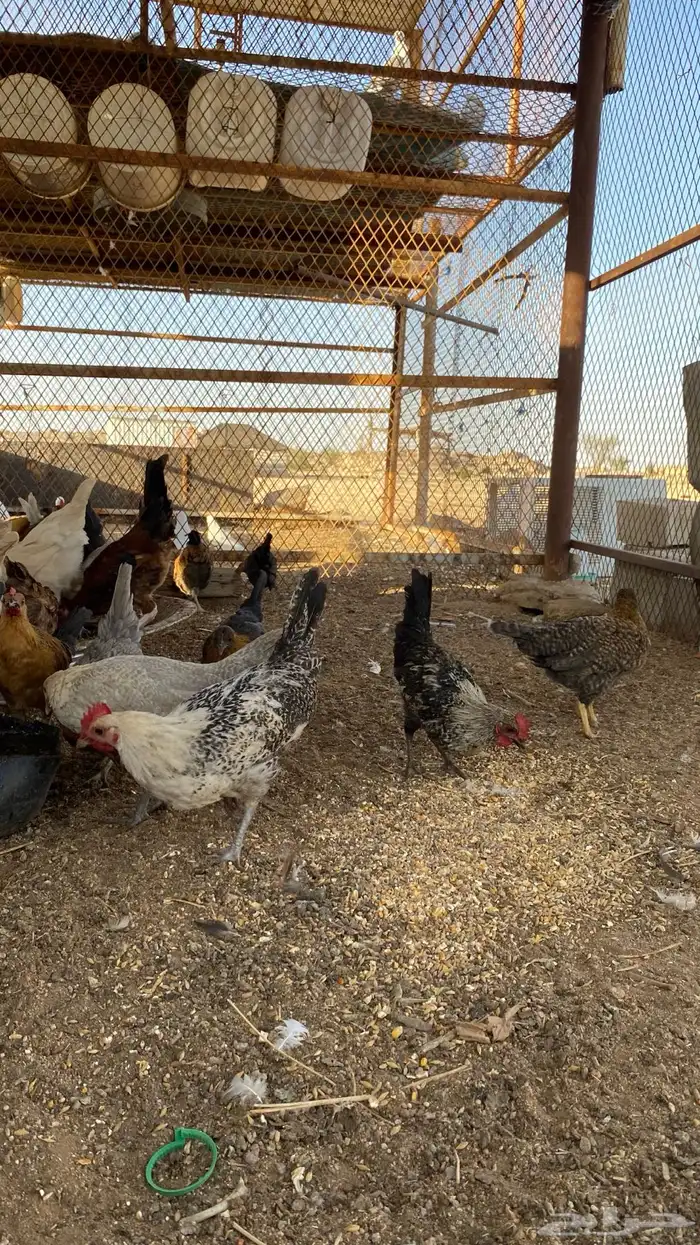 فراريج بلدي 6