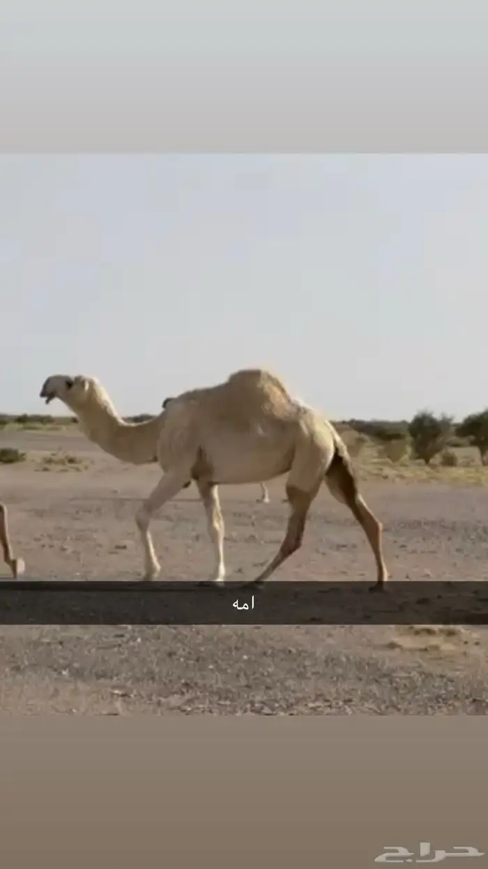 قعود جذع عوني 3