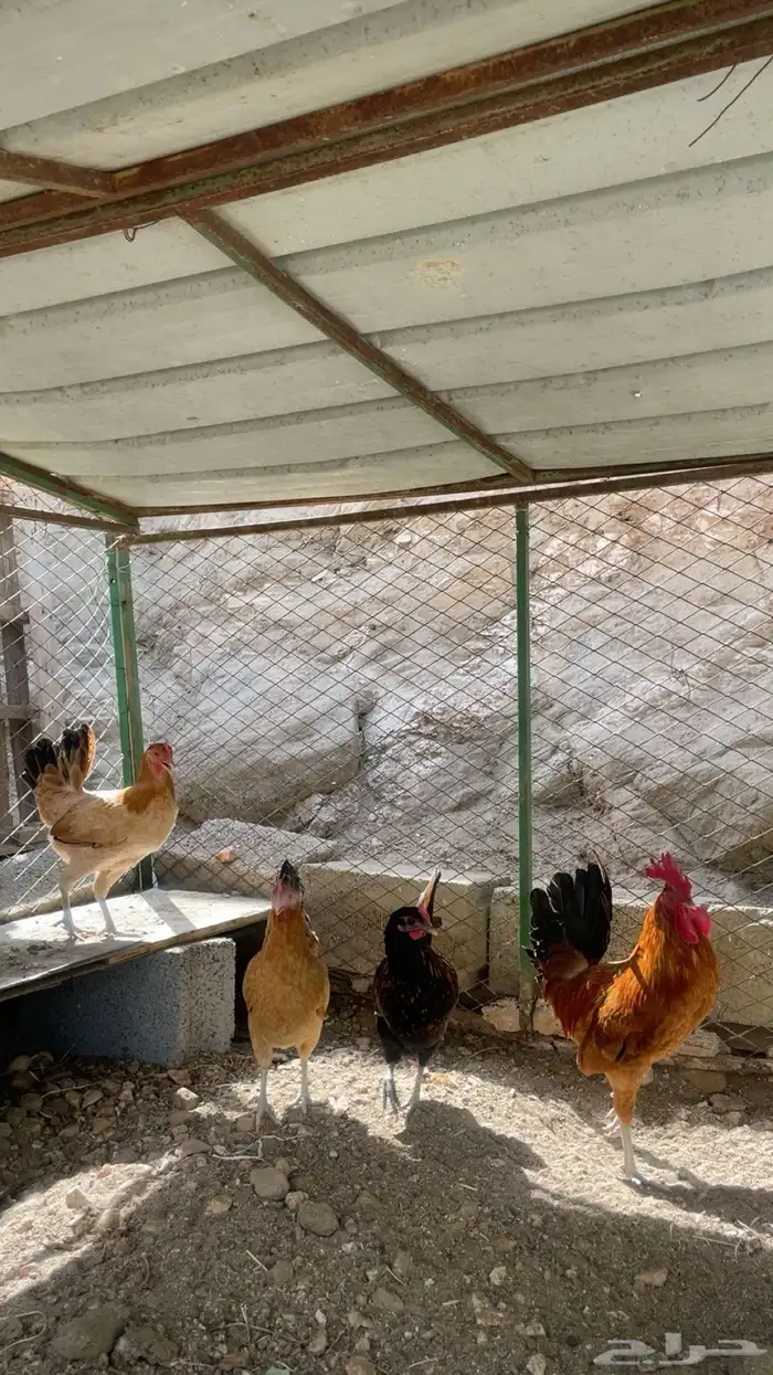 ثلاث دجاج وديك 1