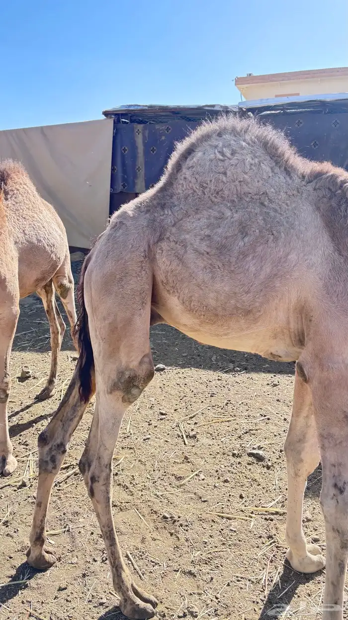 قعدان 2