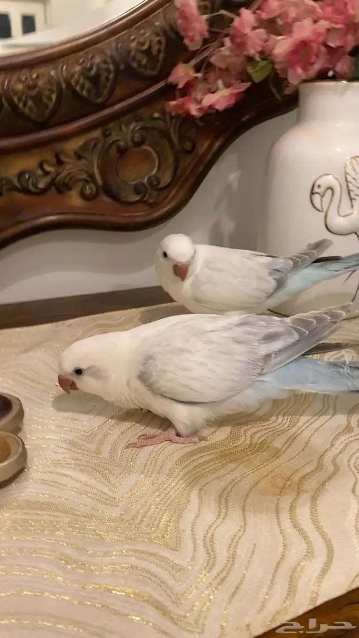كويكر سنوايت 1