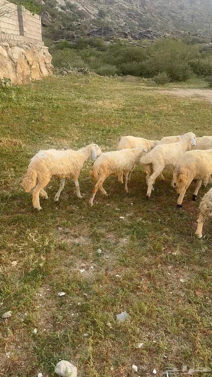 خرفان الموقع بارق   ثلوث المنطر 0