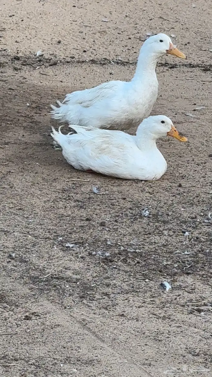 بط للبيع 0