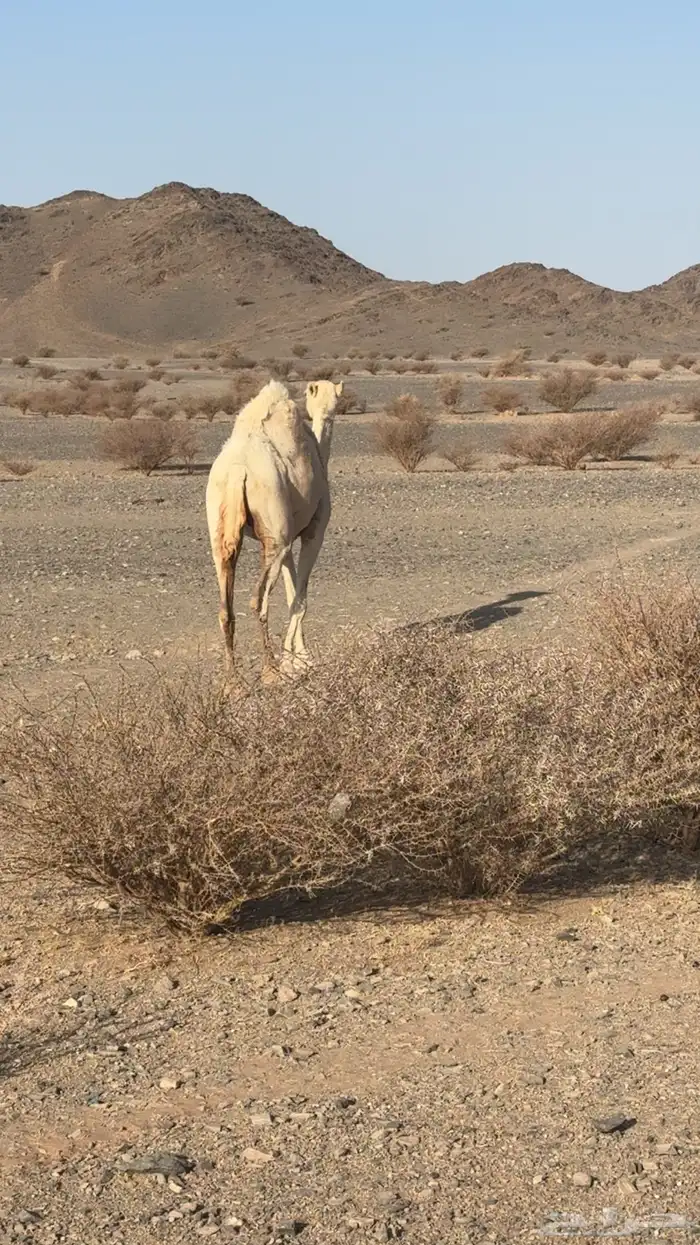 ضريبه طيبه 3