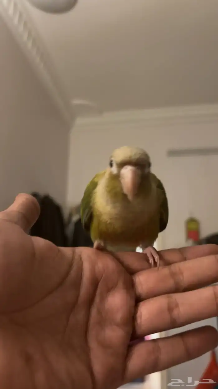 كنيور اليف وهدد 3