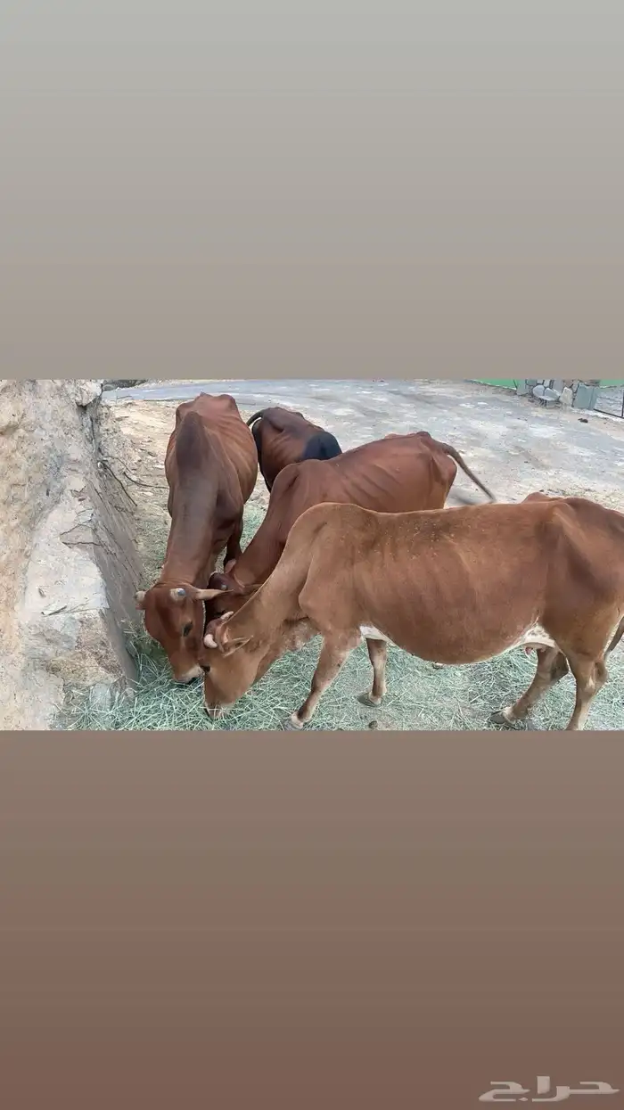 بقر للبيع العدد5 1