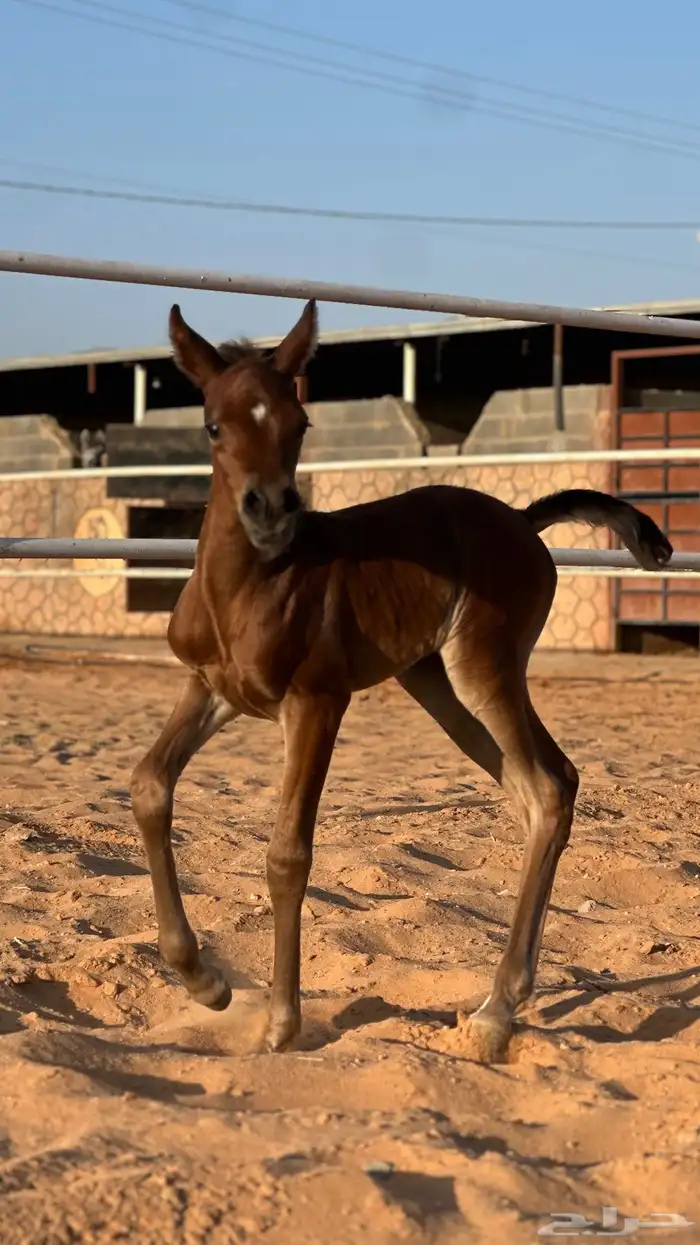 مهره شعبيه فاخره 2