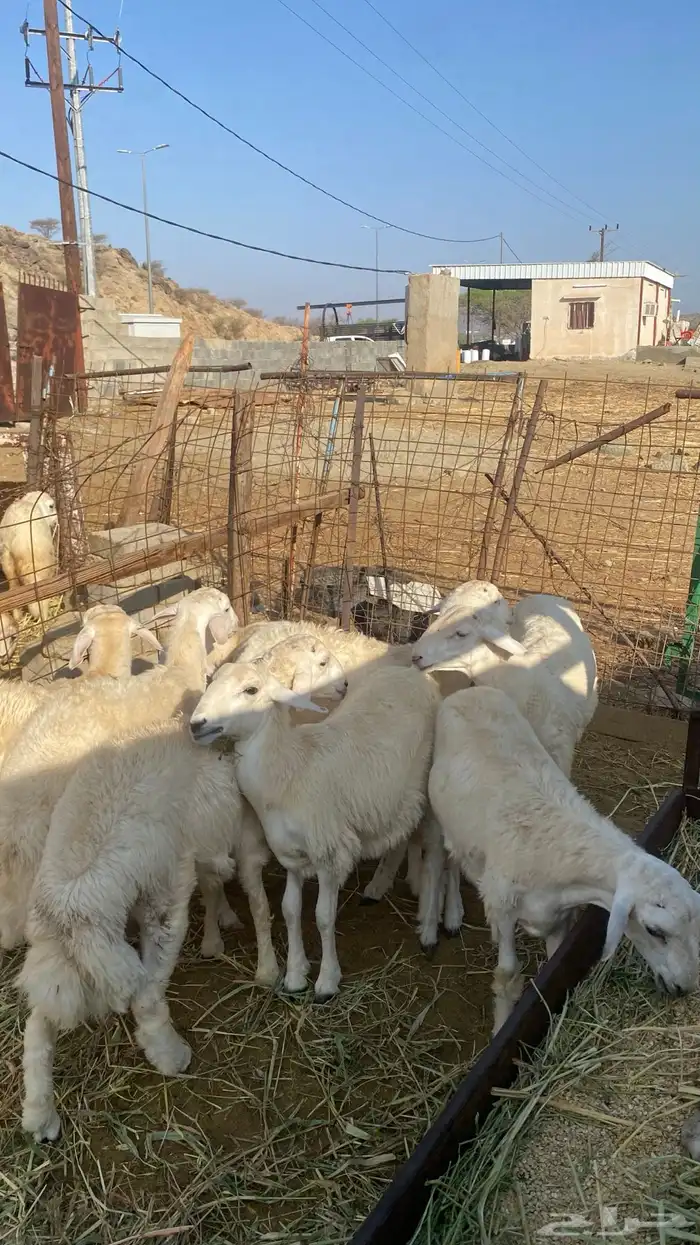 8 طليان سمان للمناسبات 8