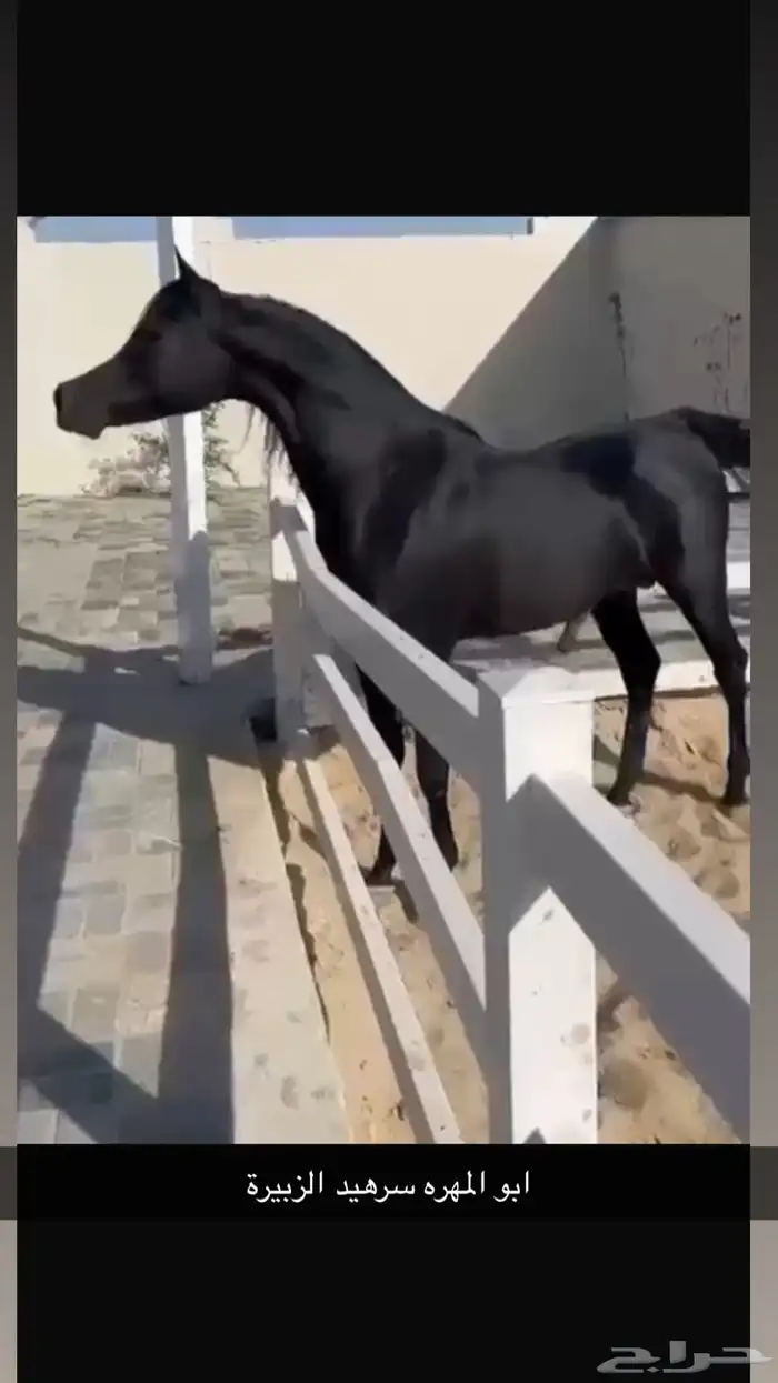 فرس واهو جمال 1