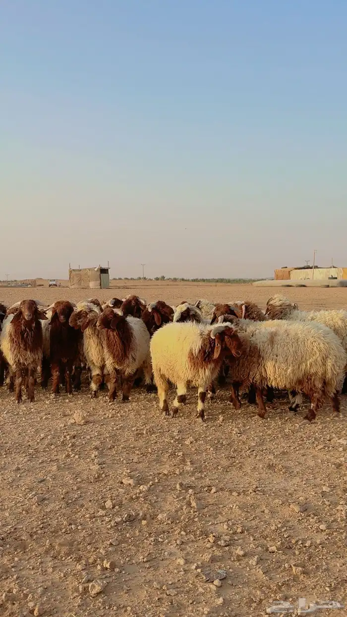 جذعات نعيم 7