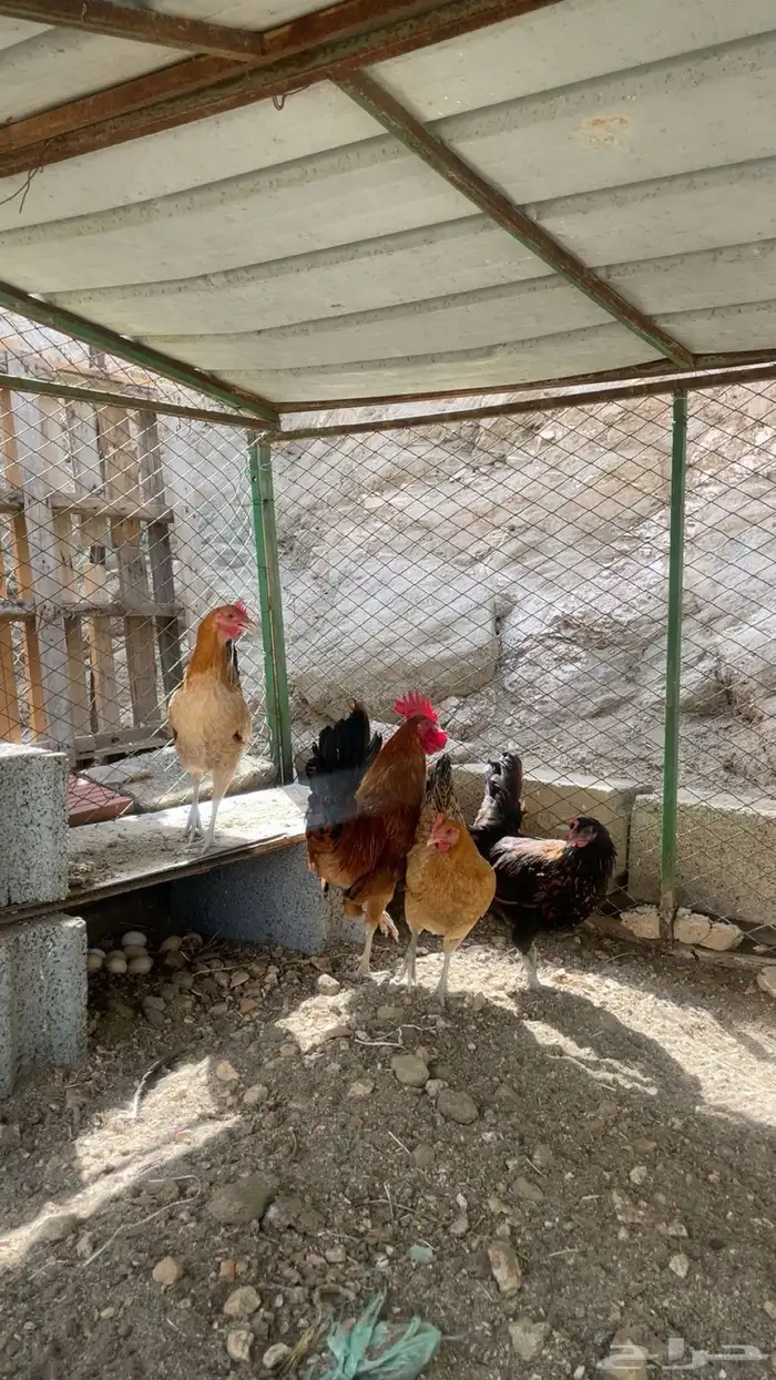 ثلاث دجاج وديك 0