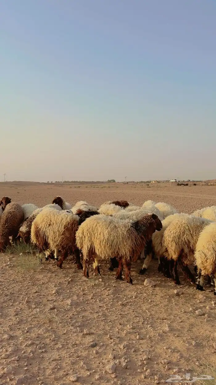جذعات نعيم 2