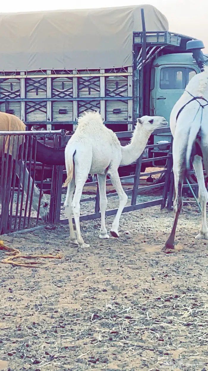 حشو لبانيه تحت امهاتها 1