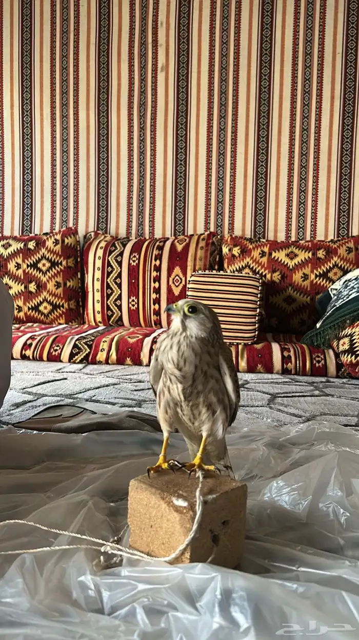 شبوط مطلوبب 1