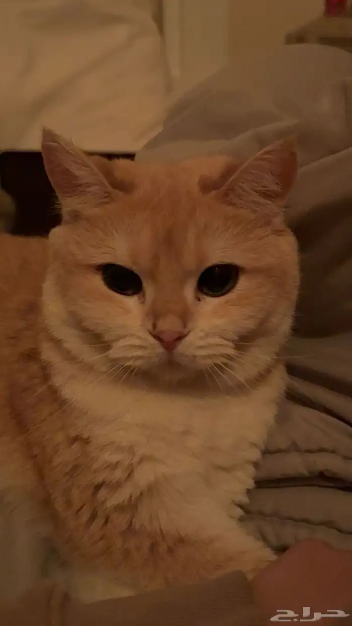 انثى سكوتش ستريت ny12قولد منتجه 1