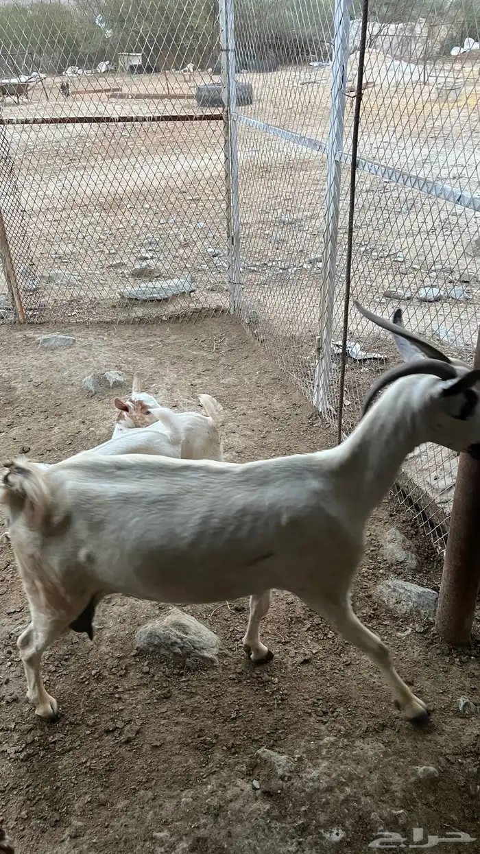 شاة مقنى معها ذكر وأنثى 3