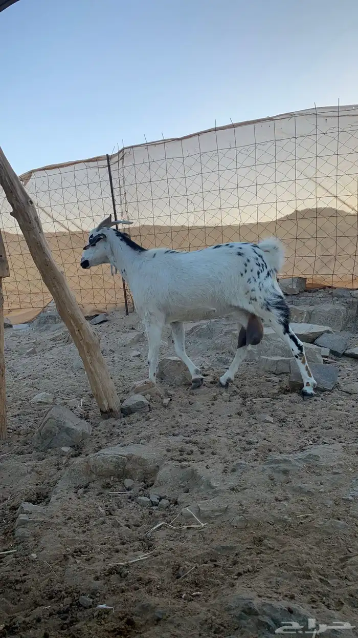 عنز بيشيه دافع 0