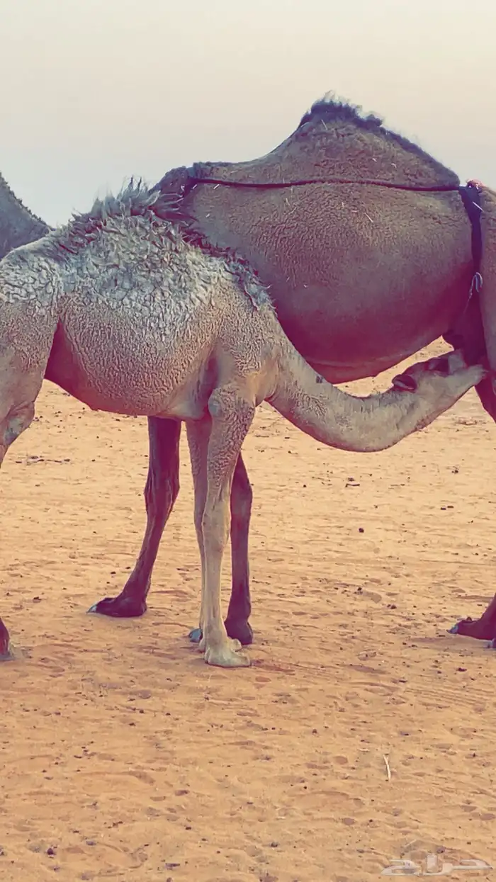 حشو لبانيه تحت امهاتها 0