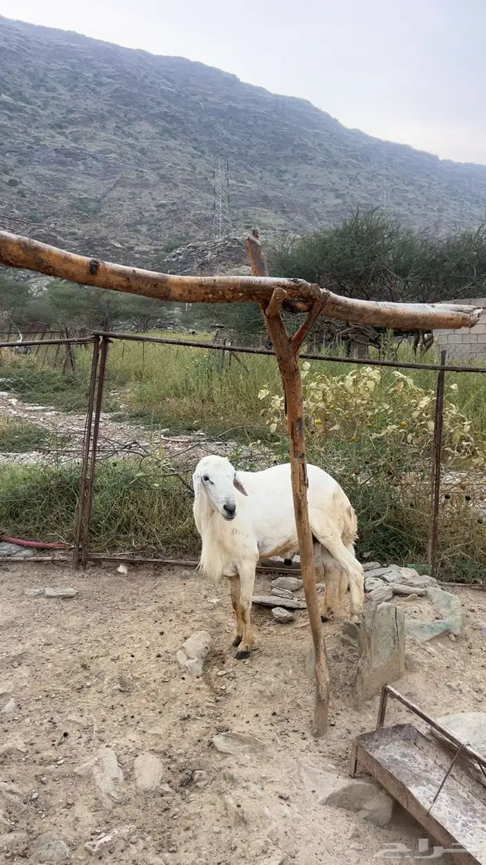 خروف فحل شرط 3