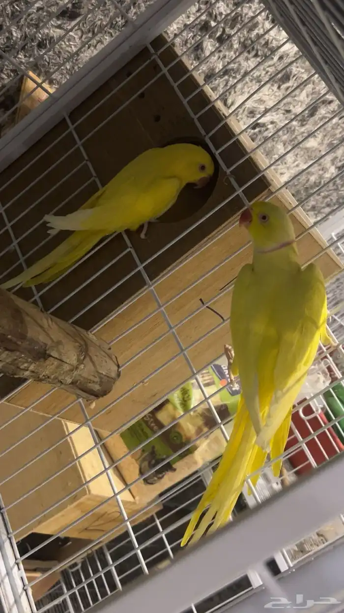 جوز درة لاتينو 3